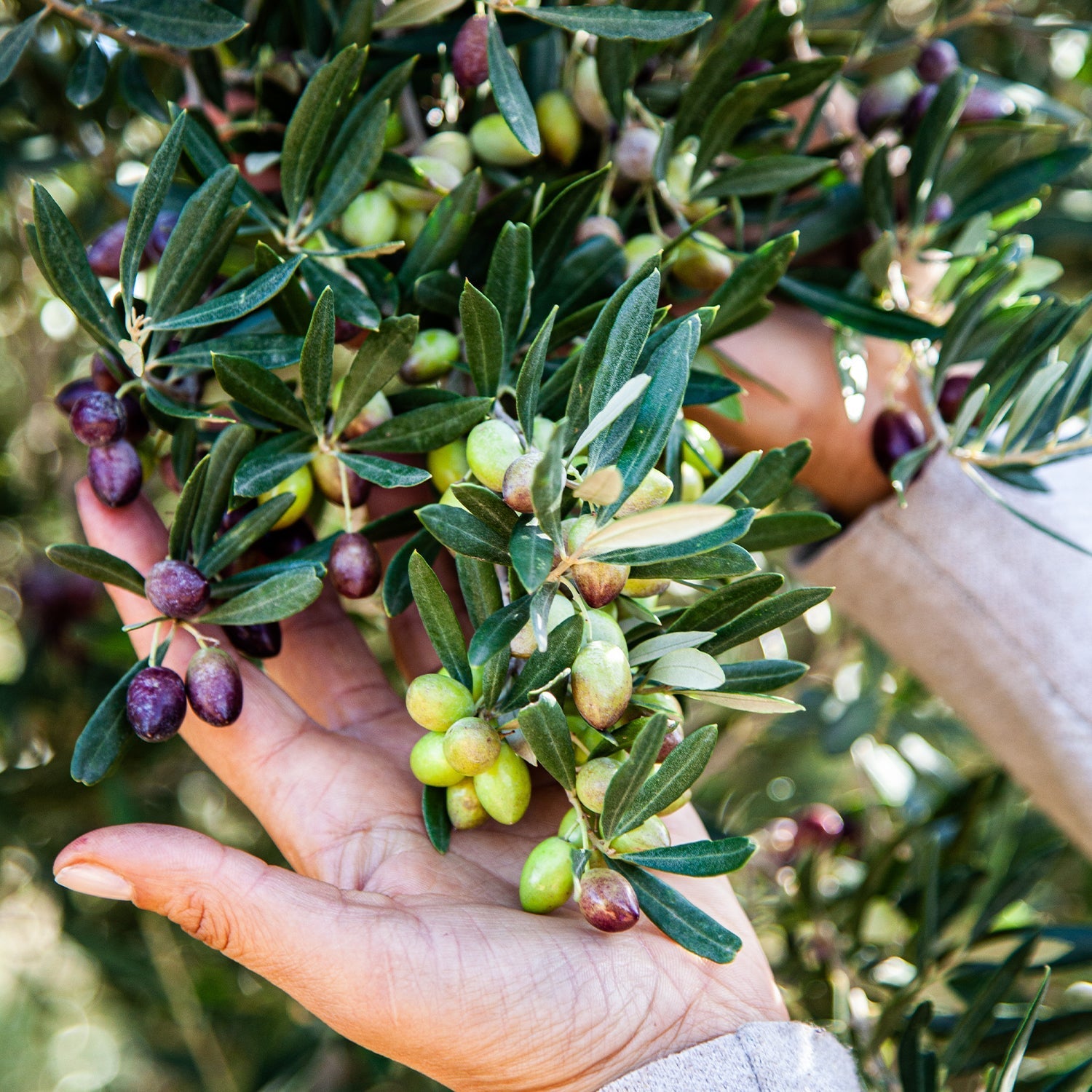 Beyond the Bottle: How To Preserve Your Olive Oil's Quality